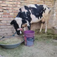 گاو آبستن