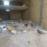 بوقلمون. خروس