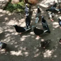 کبوتر