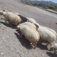 ۱۲عدد میش دانه ۲۱میلیون