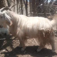 دو عدد چپش چاق