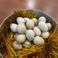 تخم بلدرچین کوهی