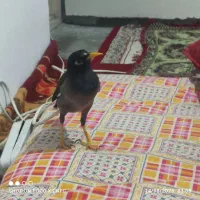 یک. عدد مینا نر کام سیاه
