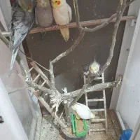 فروش عروس هلندی و مرغ عشق