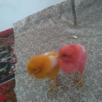 فروش دو عدد جوجه