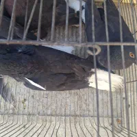 کبوتر رنگ