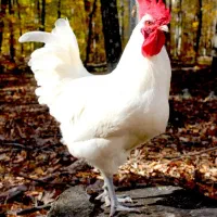 مرغ و خروس برسه لابرس