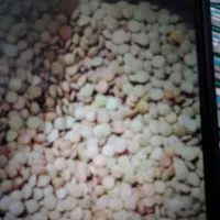 عدس|عمدهفروشی|بجنورد, |دیوار