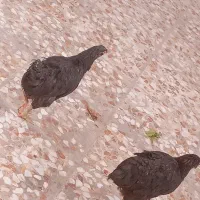 مرغ تخم گذار عربی