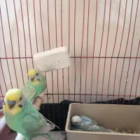 مرغ عشق رنگین کمانی با جوجه