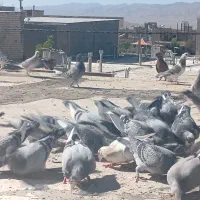 کبوتر یک دست جوانه
