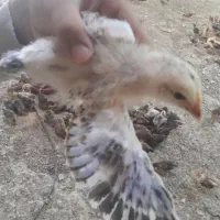 جوجه گلپایگان یک ماه