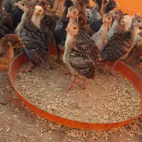 جوجه مرغ محلی و بوقلمون