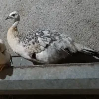 طاوس|پرنده|گرگان, |دیوار