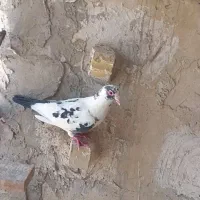 کبوتر ابلغ