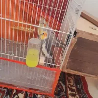 عروس هلندی خاکستری