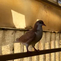 کبوتر جوجه چادری