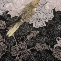 عروس هلندی گلباقالی