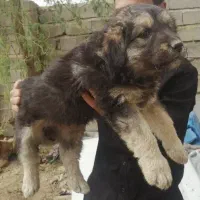 واگزاری دوتا توله افغان