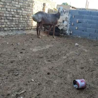 میش