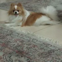 پامرین ماده زیبا