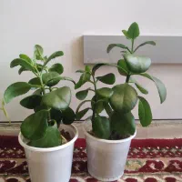 گل.|گل و گیاه طبیعی|ایذه, |دیوار