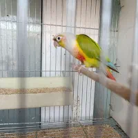 تعدادی جوجه سرلاکی گرینچیک اناناسی رد