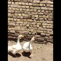 غوغاز