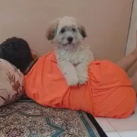 توله