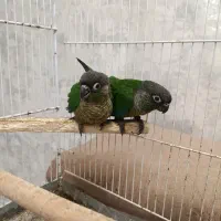 گیرینچیک  جفت