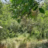 باغ میوه کنار رودخانه مناسب ساخت ویلاو سرمایگذاری