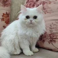 گربه پرشین سفید با قیمت ویژه