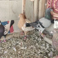 ماده سینه زرد