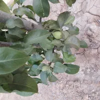 خانه روستایی