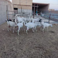 بز، کولار سانن اصل شیرا