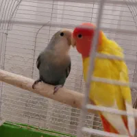 جفت کوتوله مولدپرتخم وخوش نژادوکوتوله تک هلویی
