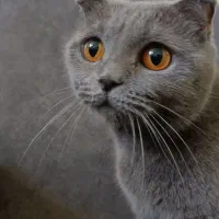 گربه بلو اسکاتیش دبل فولد ماده