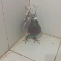 کفتر