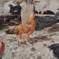 فروش جوجه خروس و جوجه مرغ محلی