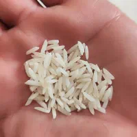 برنج هاشمی درجه 1
