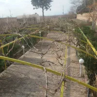 هرس‌کردن.باغ‌انگوری.الاچیق.درختان