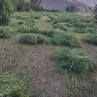 یونجه