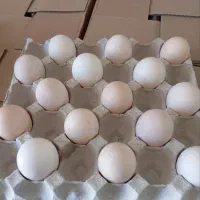 تخم مرغ دو زرده  بومی