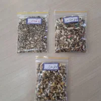 دان عروس هلندی و کفتری و قناری