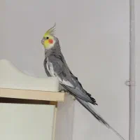 عروس هلندی سخنگو