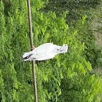 کبوتر باخت رفته