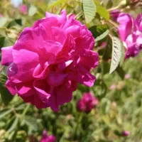 گل محمدی کیلیویی120تومان
