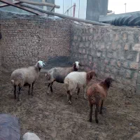 گوسفندوبره