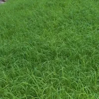 توم هاشمی اصلاح شده