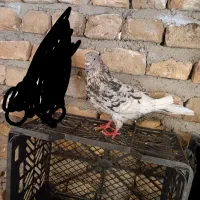 سرور|پرنده|گمیشان, |دیوار